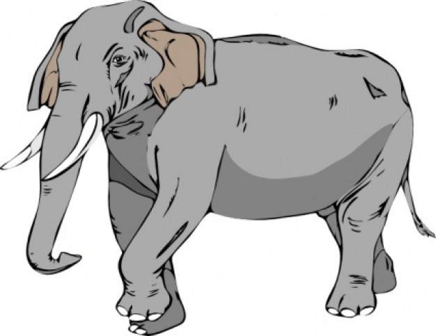 gray elephant having a walk in side view
