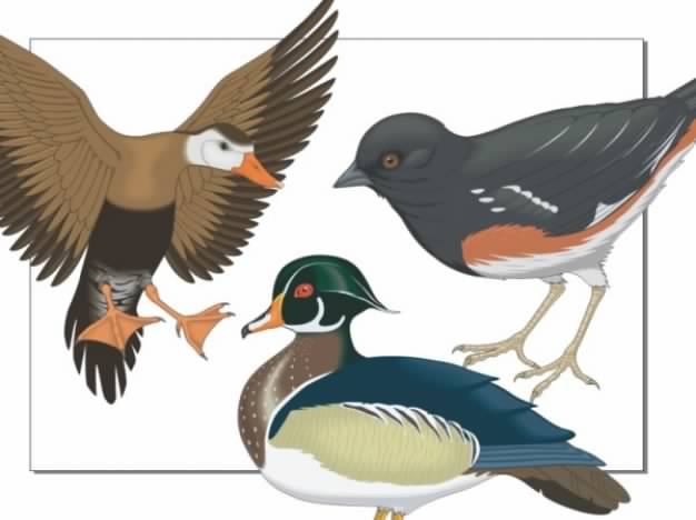Realistic Birds Vector material with mandarin duck etc