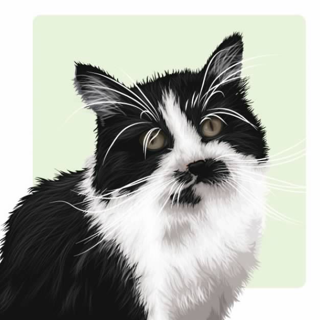 realistic black and white cat looking at you material