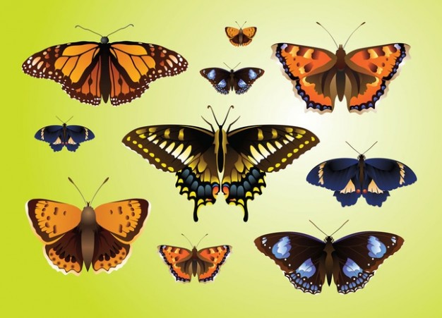 Realistic Butterfly top view Vectors over green and yellow background