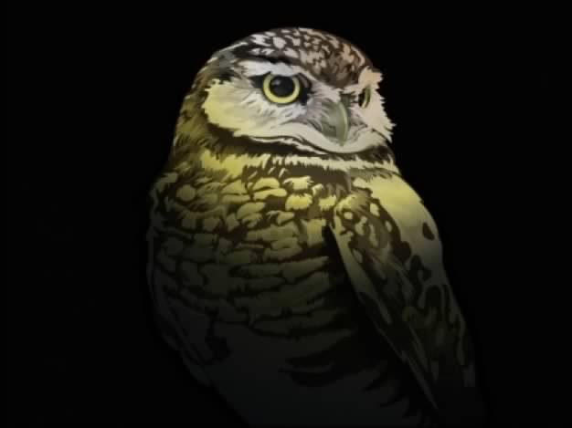 realistic Owl head feature in night