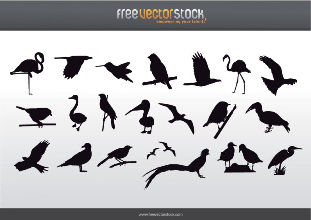 Free bird collection silhouettes with gray background