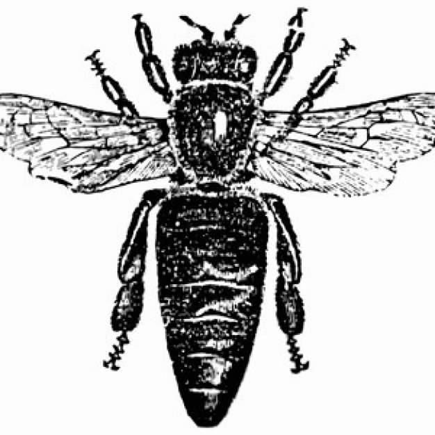 black and white Honey Bee