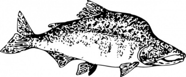 salmon fish side view clip art with white background