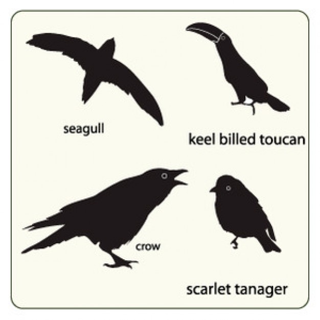 Set of amazing birds silhouette with explain