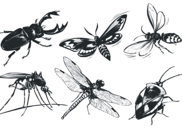 Single insect vector material including bug ladybug butterfly dragonfly