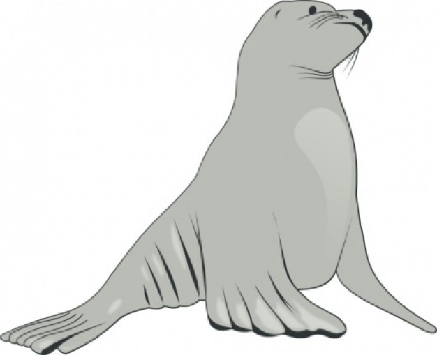 gray Sea Lion clip art
