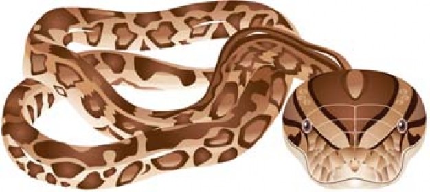 Snake with Nutmeg Wood Finish shell