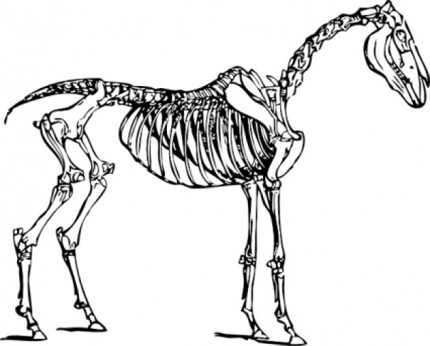 Horse Skeleton in side view clip art