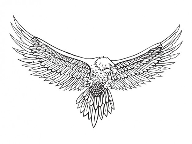 the eagle front view clip art in line drawing