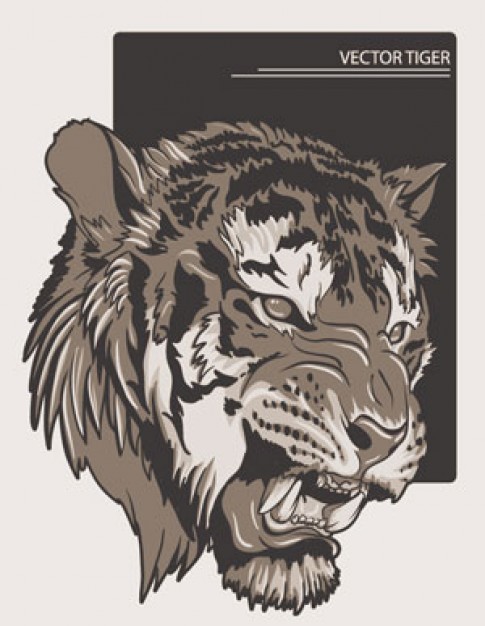 Tiger head roaring Illustration Vectors