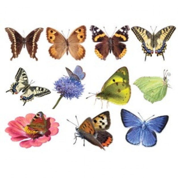 species Butterflies material