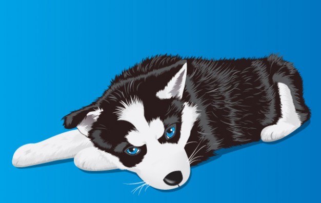 Laika dog lying the floor with blue background