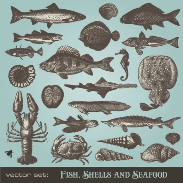 Seafood animals with dark blue background
