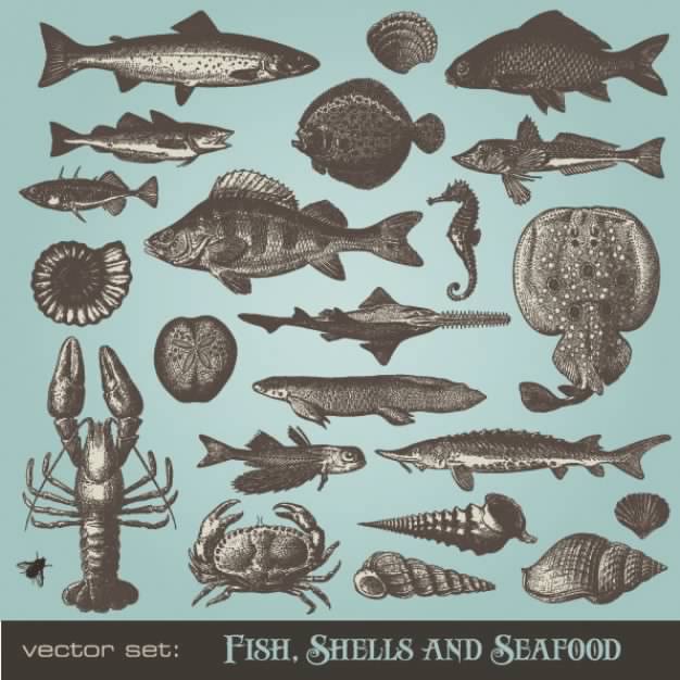 Seafood animals with dark blue background