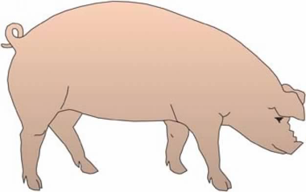big fat Pig with white background
