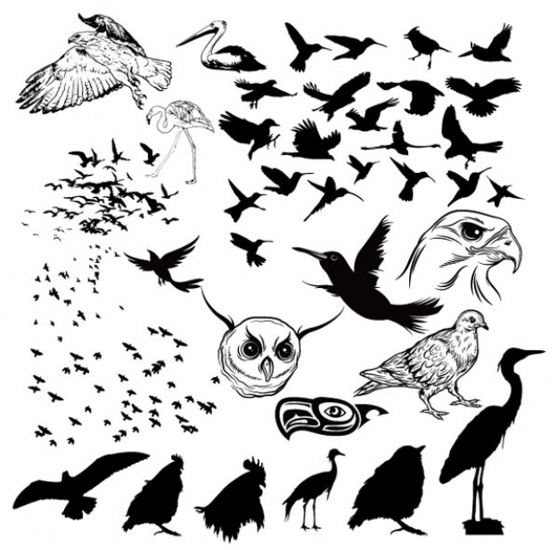 variety of birds and silhouettes vector material