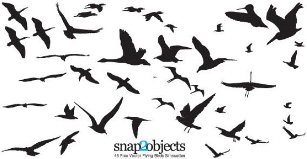 variety of birds flying silhouettes with white background