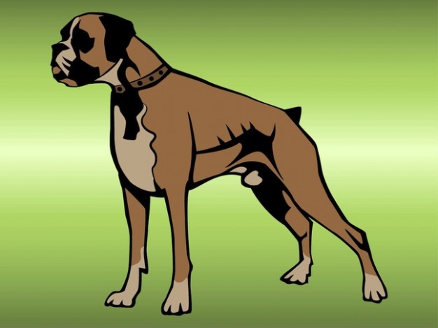 Boxer Purebred Dog with green light background