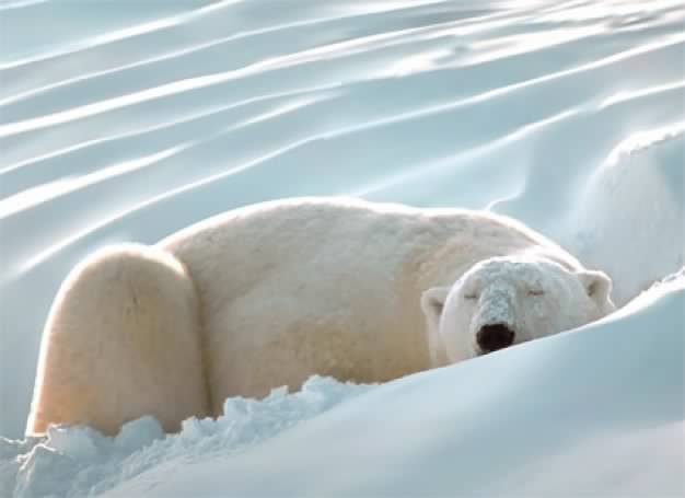 drawn realistic polar bear lying snow material