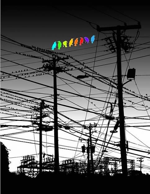 Colorful Birds on the wire pole