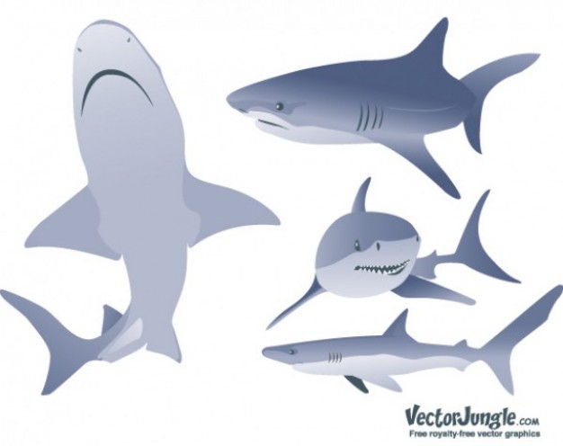 high quality modern vector graphics with different hunting pose shark