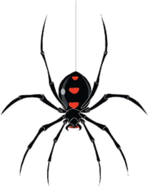Big huge spider with red speckle