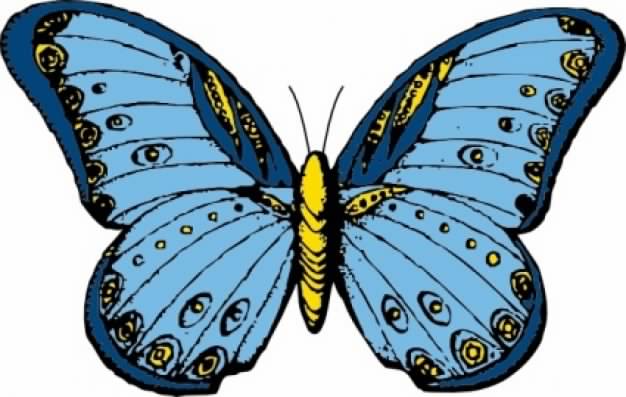 yellow and blue butterfly in top view