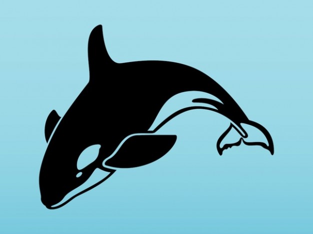 aquatic animal orca in pack with blue water background