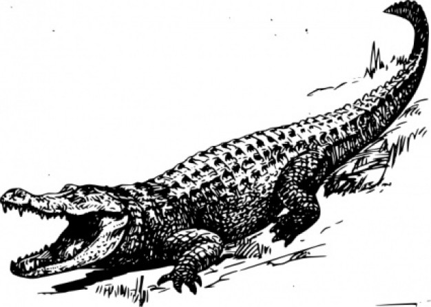 Alligator in side view clip art