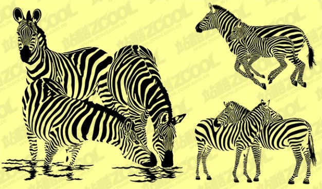 Zebras eating running watching out clip art Vector material