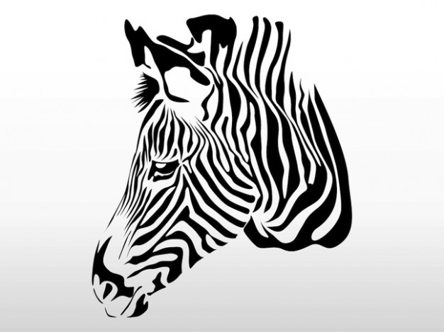 a zebra head with gray background
