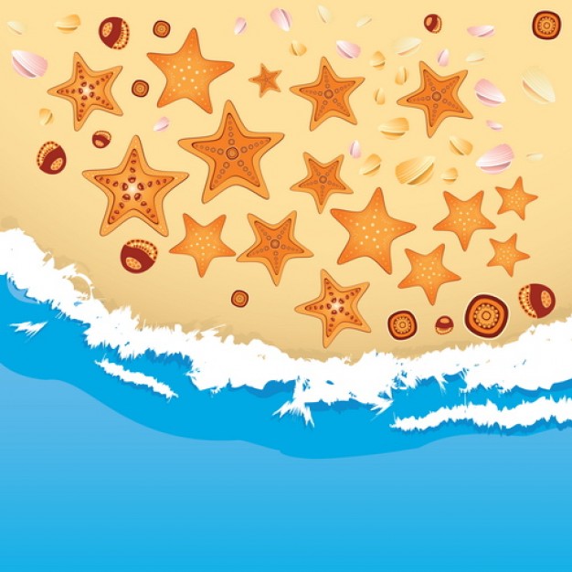 beach with starfish and shells