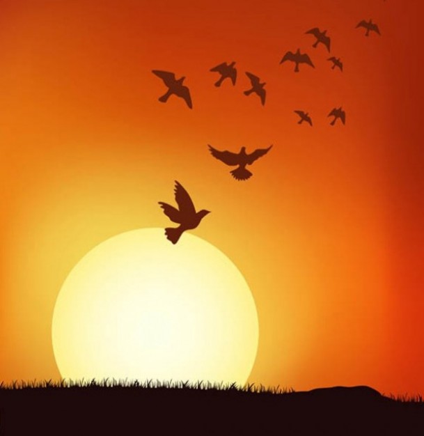 glorious sunset illustrator logo pack with flying bird