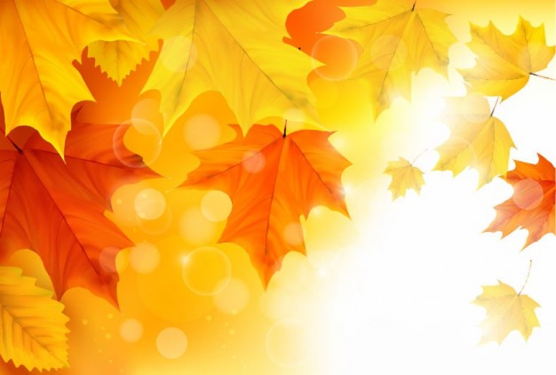 Maple leaf autumn Maple maple leaves background illustration about Orange