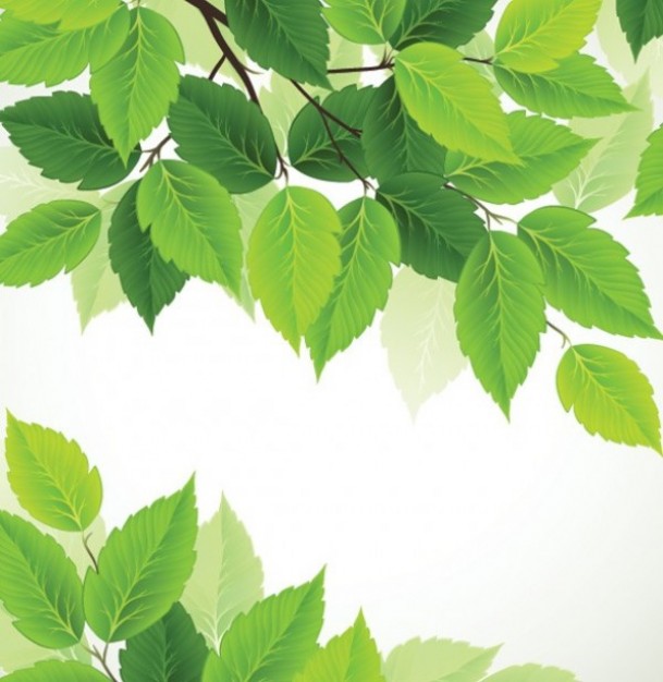 nature green leaves over white surface