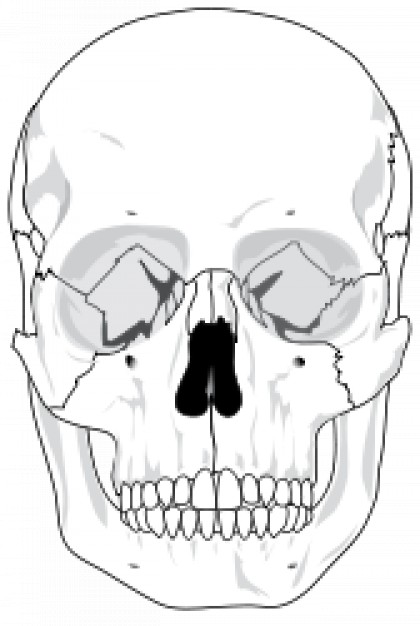 gessohuman skull at front view in gesso