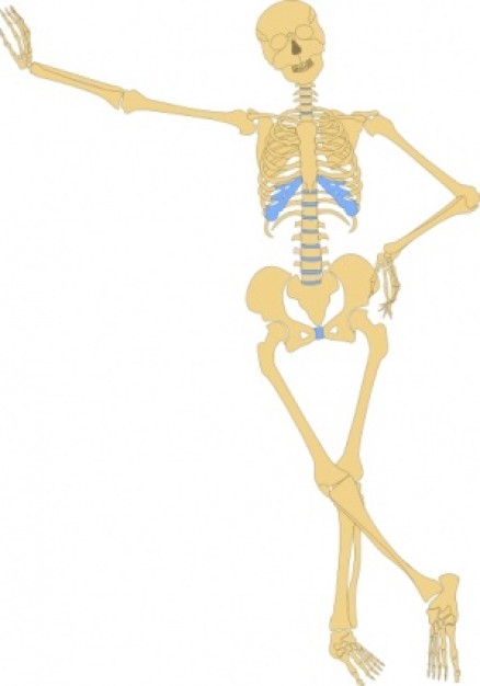 human skeleton outline clip art with standing pose