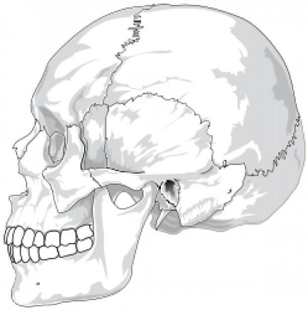 human skull side view with white style