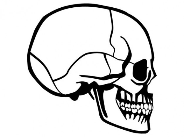 skull side view image with white background