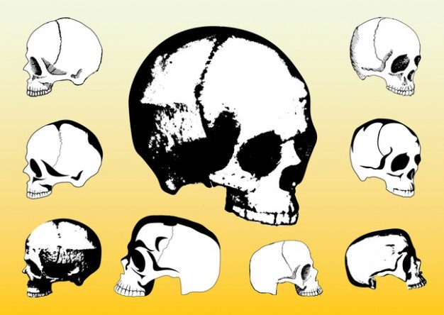 skulls side view packs with orange background