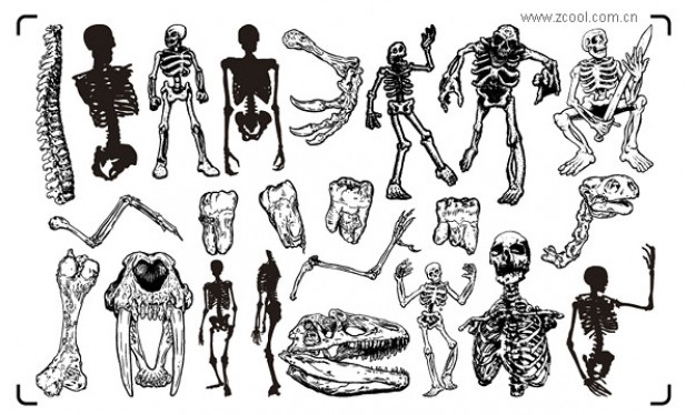 trend human bone skull material set