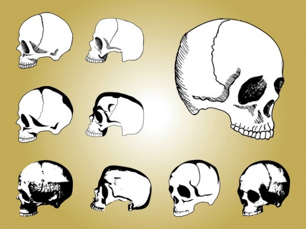 white Human skull anatomy Anatomy human skulls hand drawn about Medicine Health